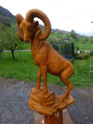 tj13-14 pferde titel oeschs 130